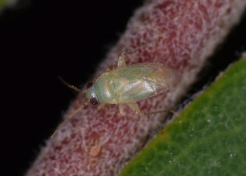 Campylomma miyamotoi